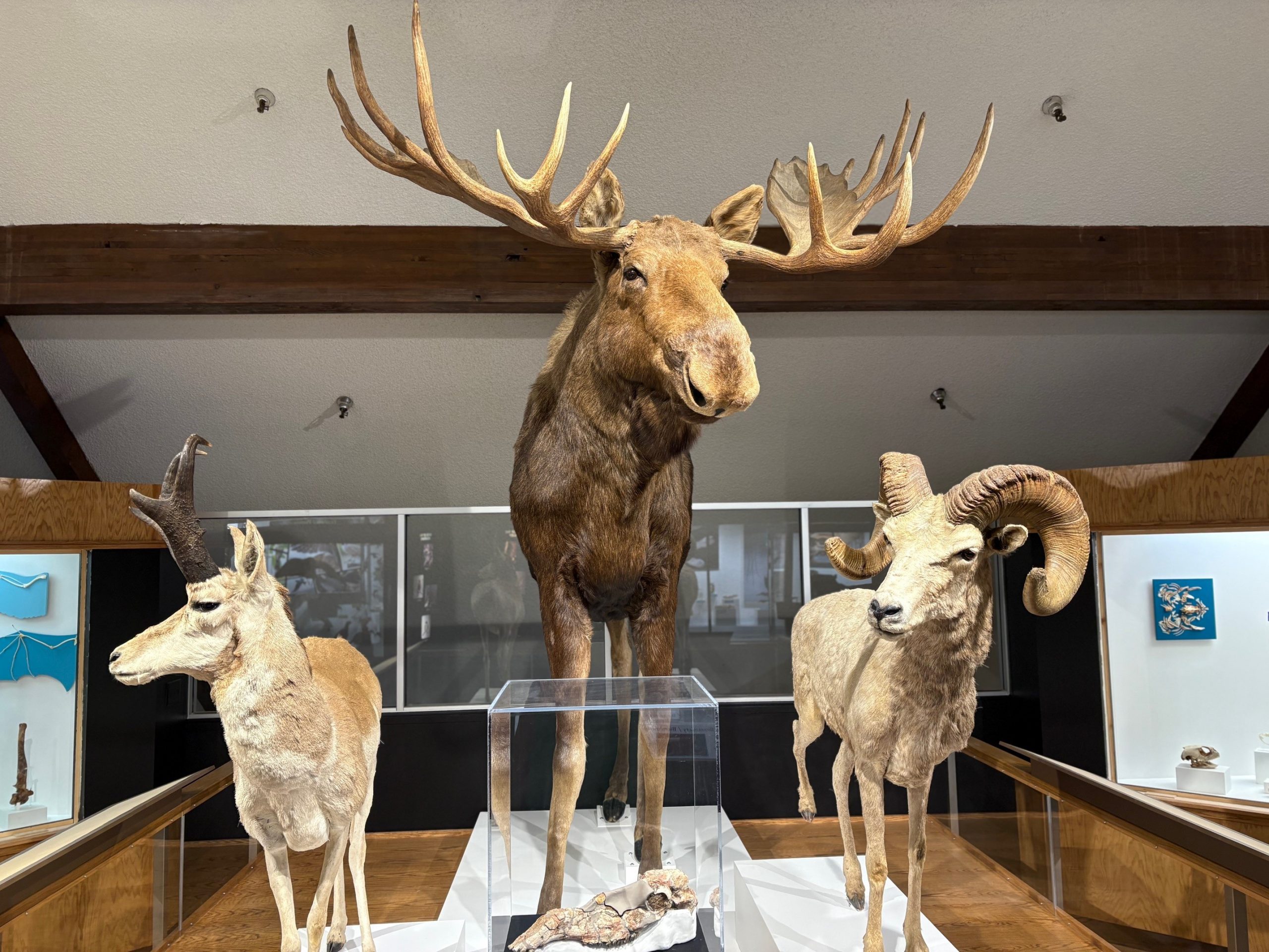 pronghorns-scaled